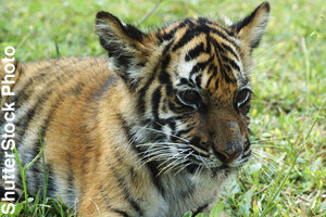 A tiger cub