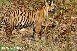 A tigress and her two cubs