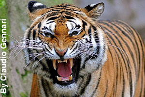 An angry tiger