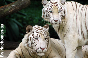 A pair of rare, white tigers living in a zoo.