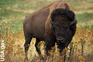 An adult bison