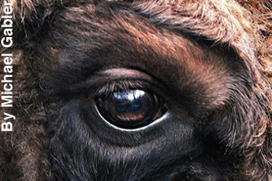 Close-up of a bison's eye