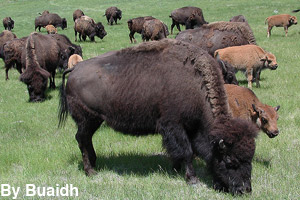 A herd of bison grazing