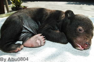 A newborn cub born in a zoo