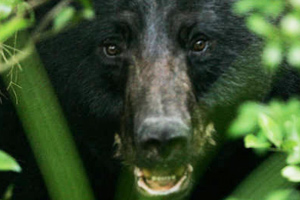 Close-up of an Asiatic black bear