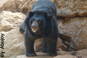 An adult Asiatic black bear