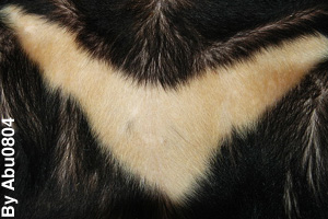 Close-up of the tan fur on an Asiatic black bear