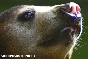 The Asiatic black bear has a keen sense of smell