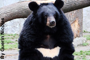 An adult Asiatic black bear