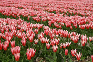 Tulips, the national flower of Holland