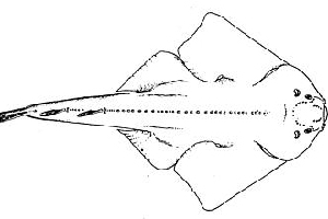 Drawing of an angel shark