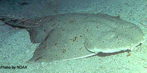 Tan with brown marks skin