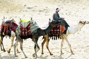 Caravan of camels in the Sahara Desert