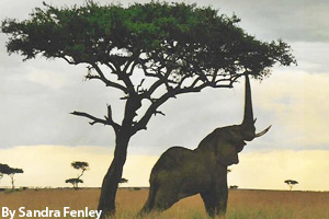 An African elephant