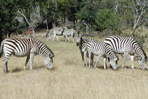 Grazing zebras