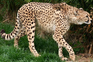 A cheetah on the hunt