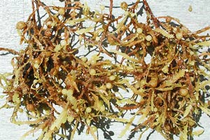 Sargassum
