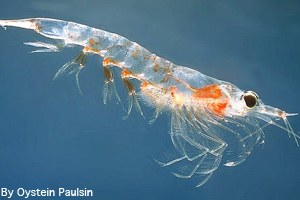 Krill