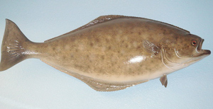 Halibut