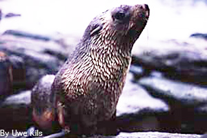 Arctic seal