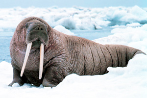 Walrus
