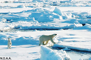 Polar bears