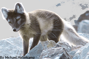 Arctic fox with its summer fur