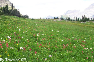 Alpine grasses