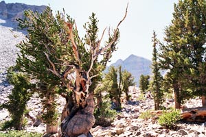 Bristlecone  pine tree