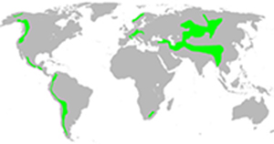 Location of the alpine biomes