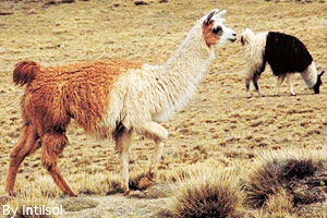 Llamas