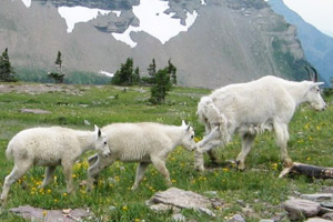 Mountain goats