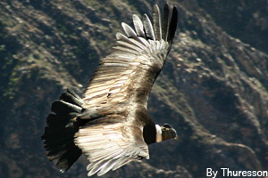 Condor